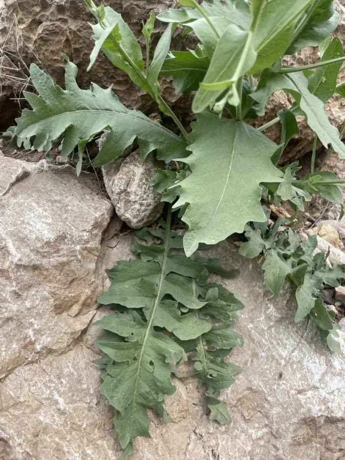 Centaurea koeieana