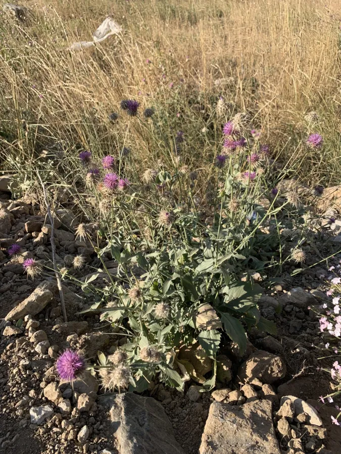 Centaurea persica