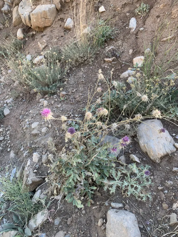 Centaurea persica