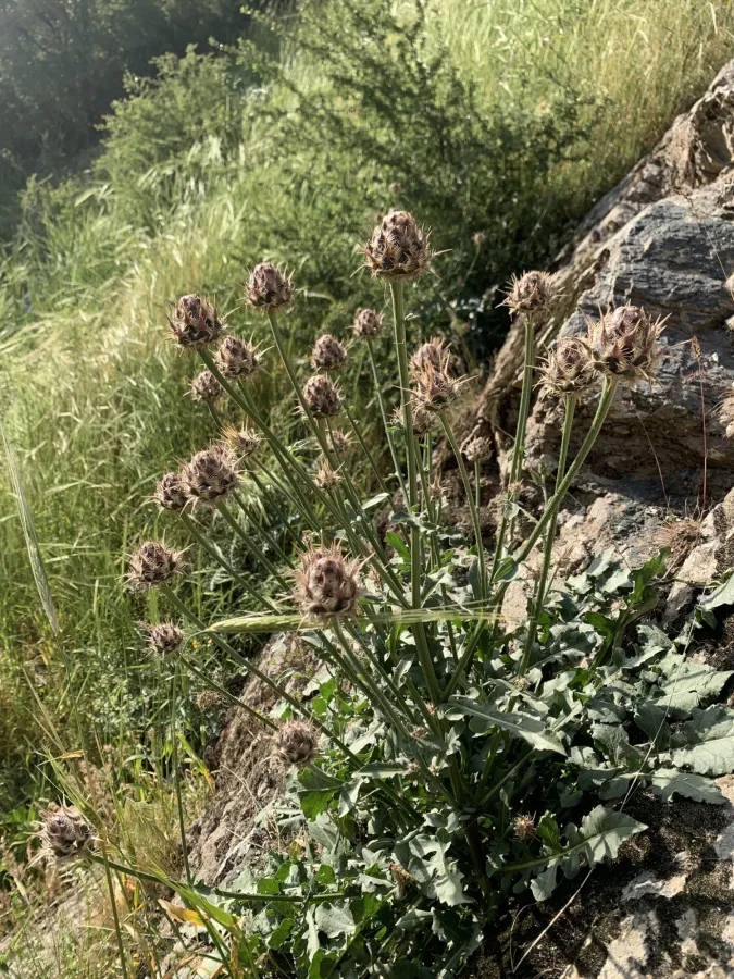 Centaurea persica