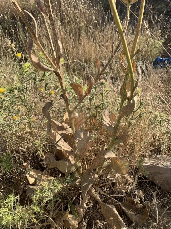 Centaurea regia