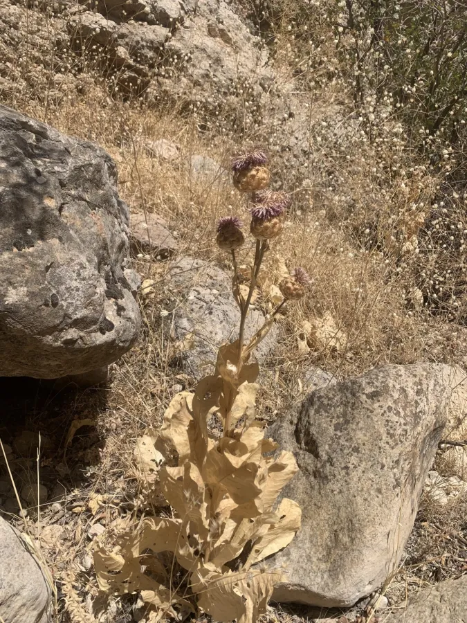 Centaurea regia