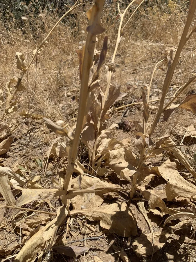Centaurea regia