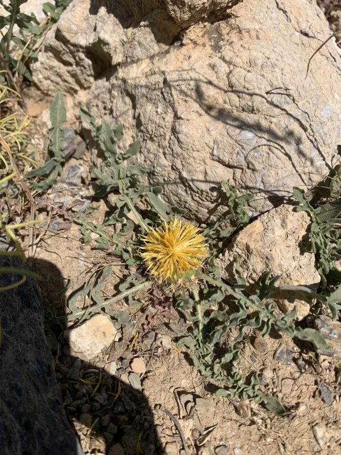Centaurea rhizantha