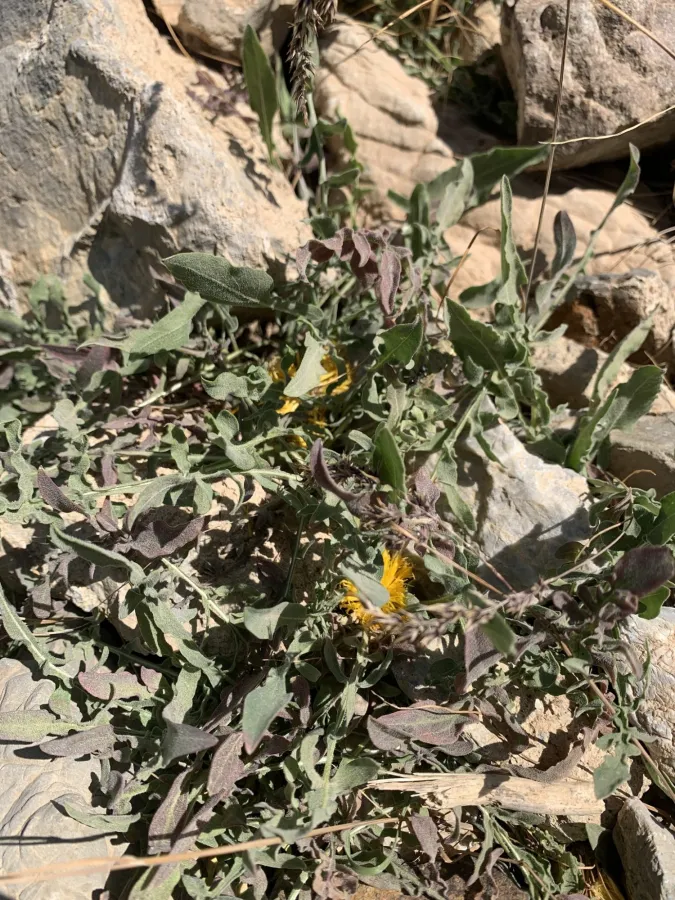 Centaurea rhizantha