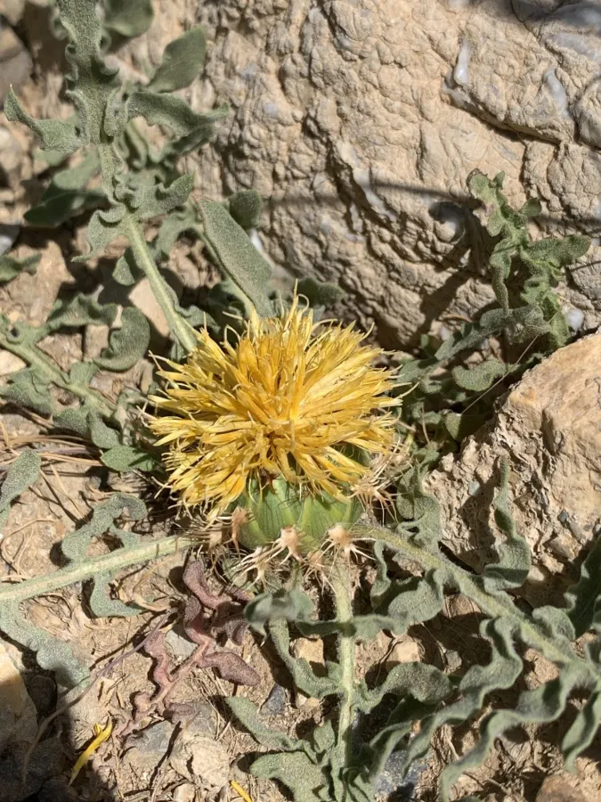 Centaurea rhizantha