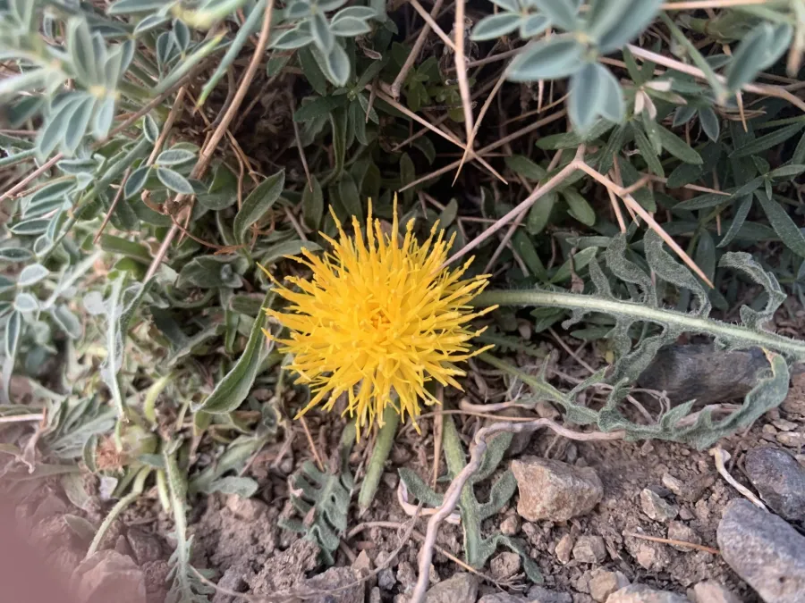 Centaurea rhizantha