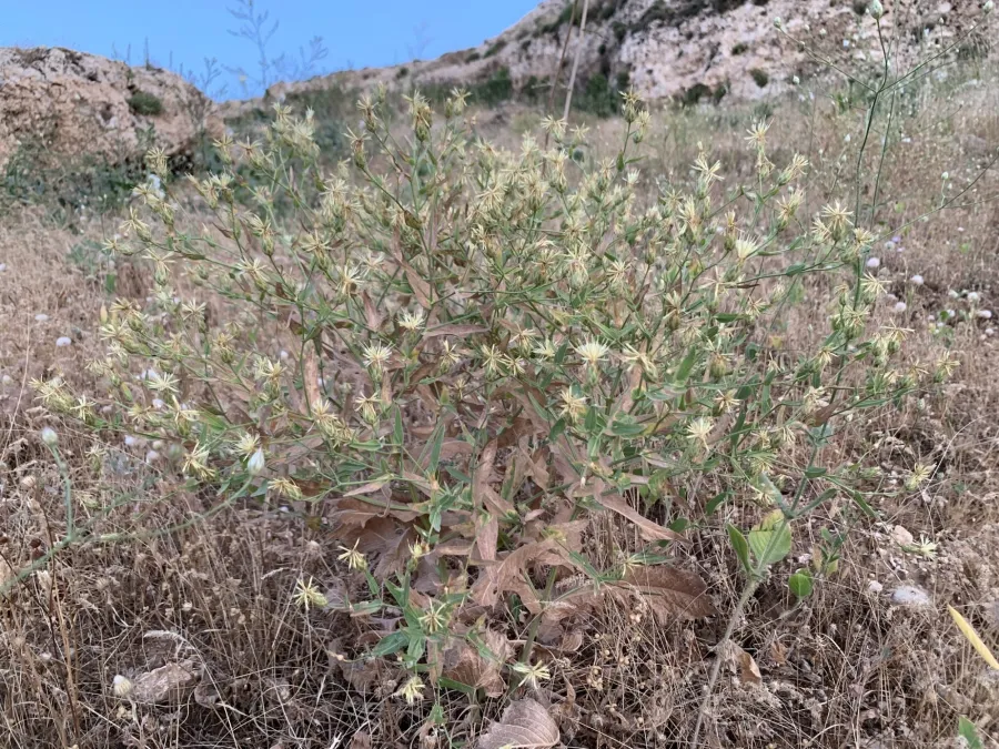 Centaurea rigida