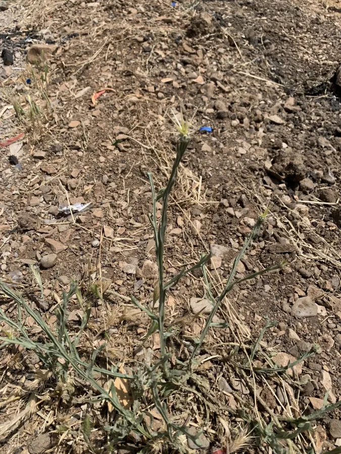 Centaurea solstitialis