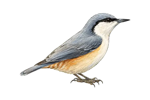 Western Rock Nuthatch