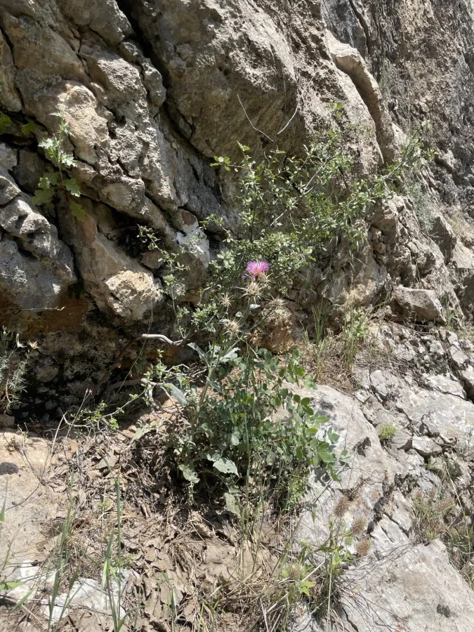 Centaurea urvillei