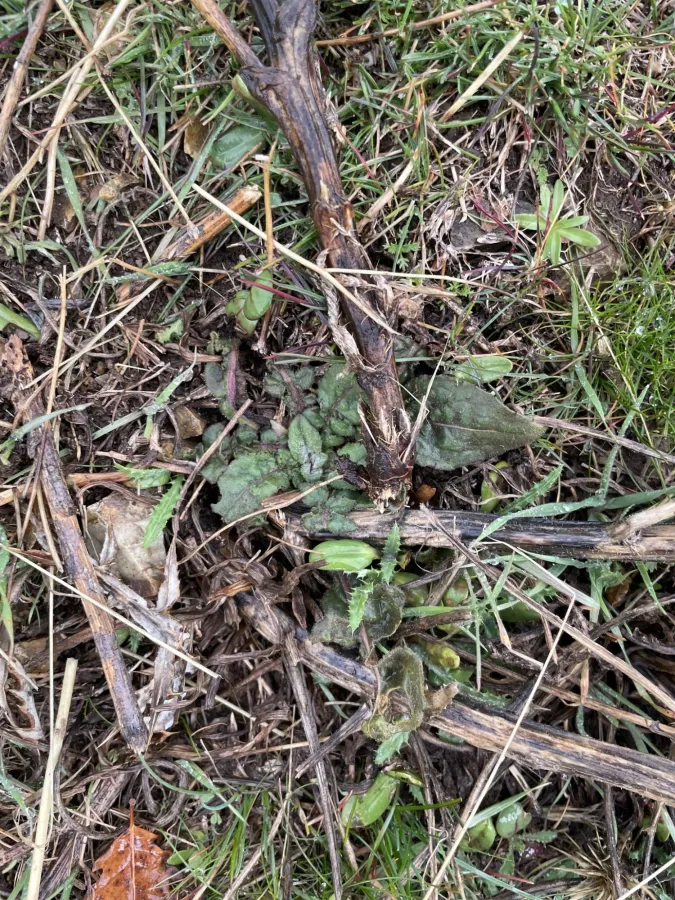 Centaurea urvillei