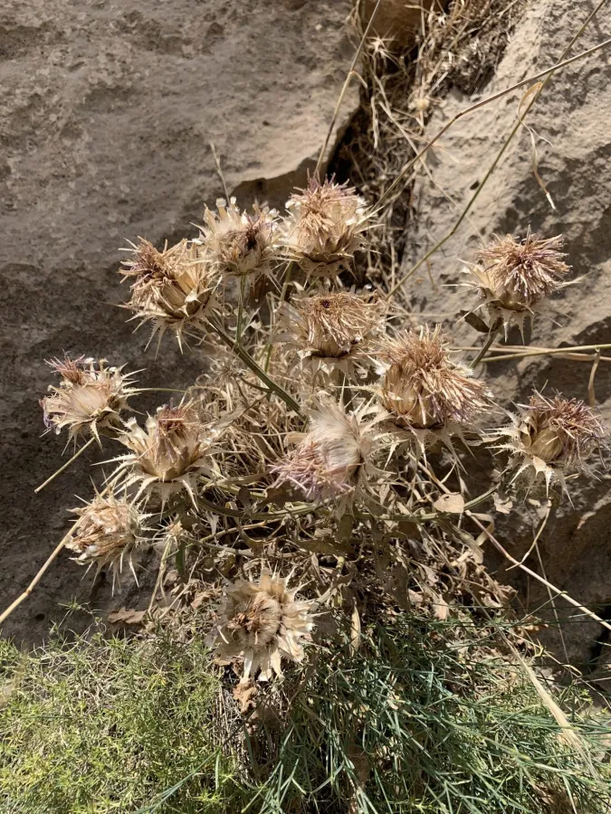 Centaurea urvillei