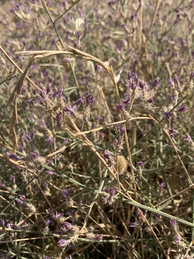 Centaurea virgata