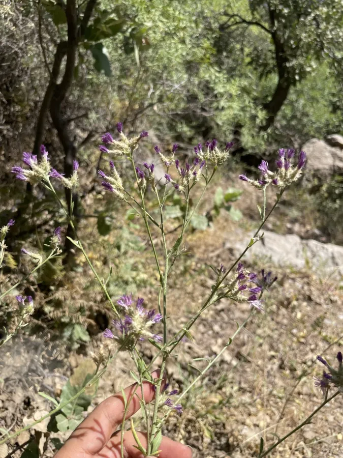 Centaurea virgata
