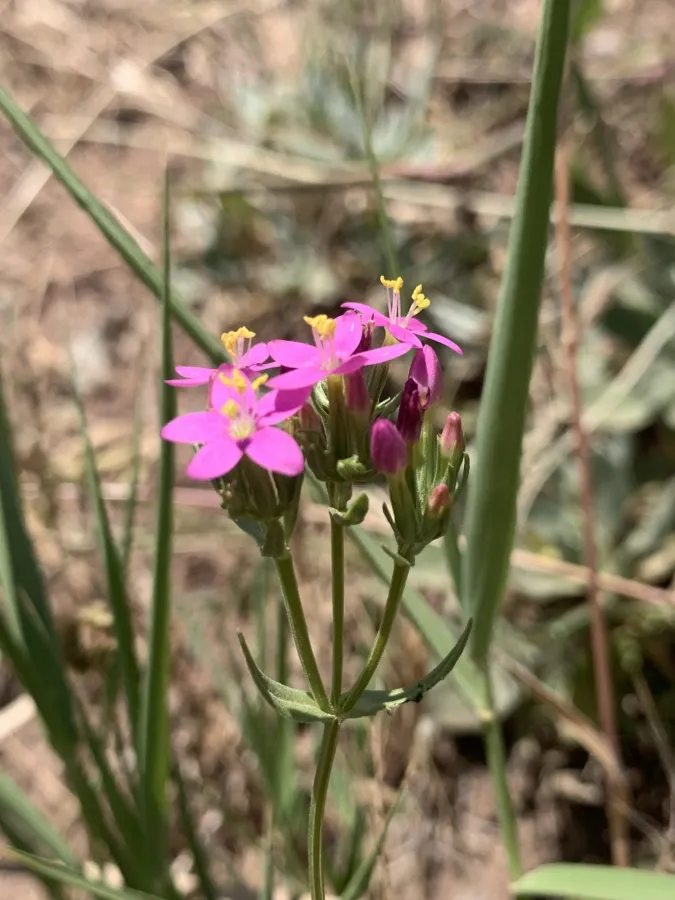 Centaurium erythraea