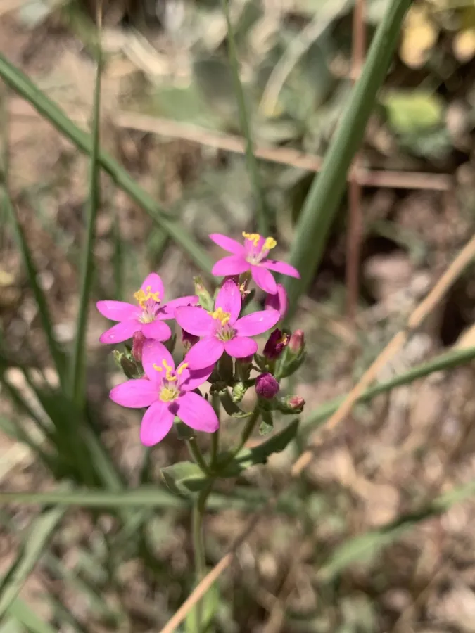 Centaurium erythraea
