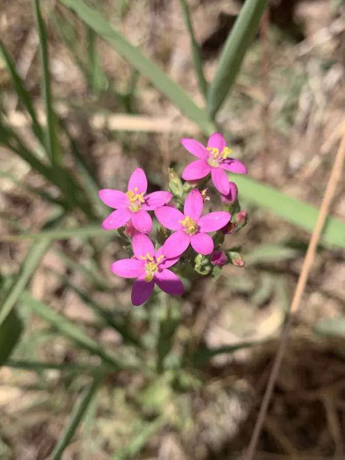 Centaurium erythraea