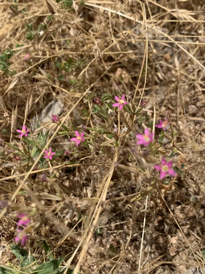 Centaurium tenuiflorum