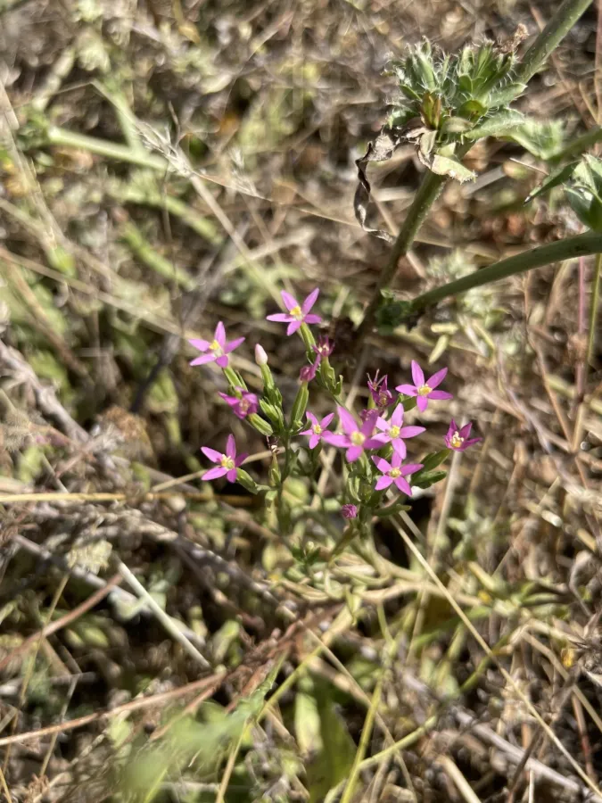 Centaurium tenuiflorum