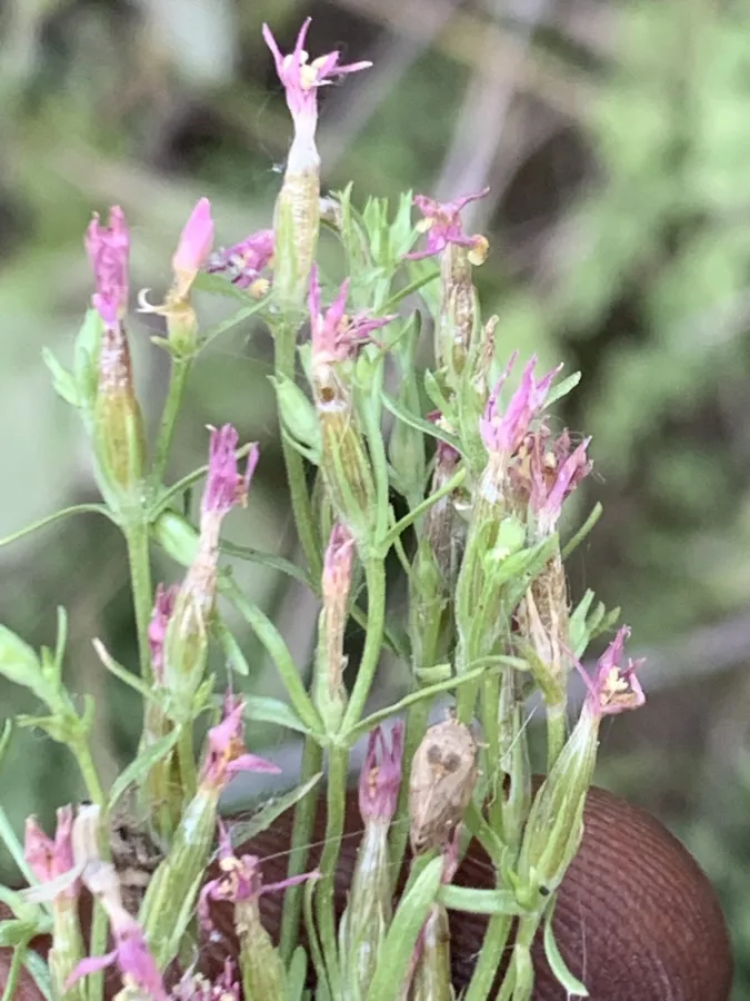 Centaurium tenuiflorum