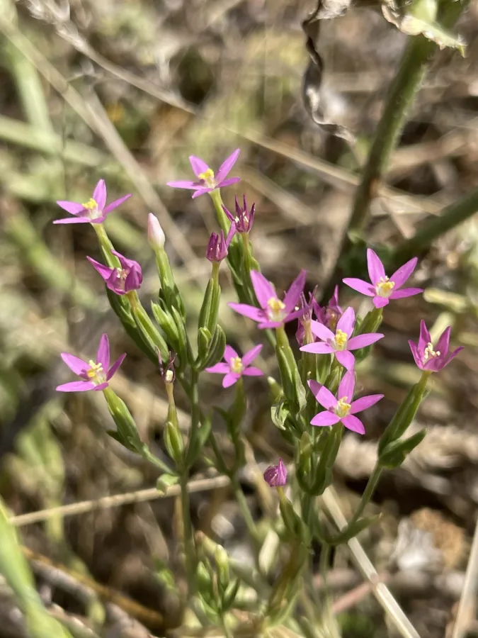 Centaurium tenuiflorum