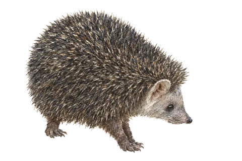 Brandt's hedgehog