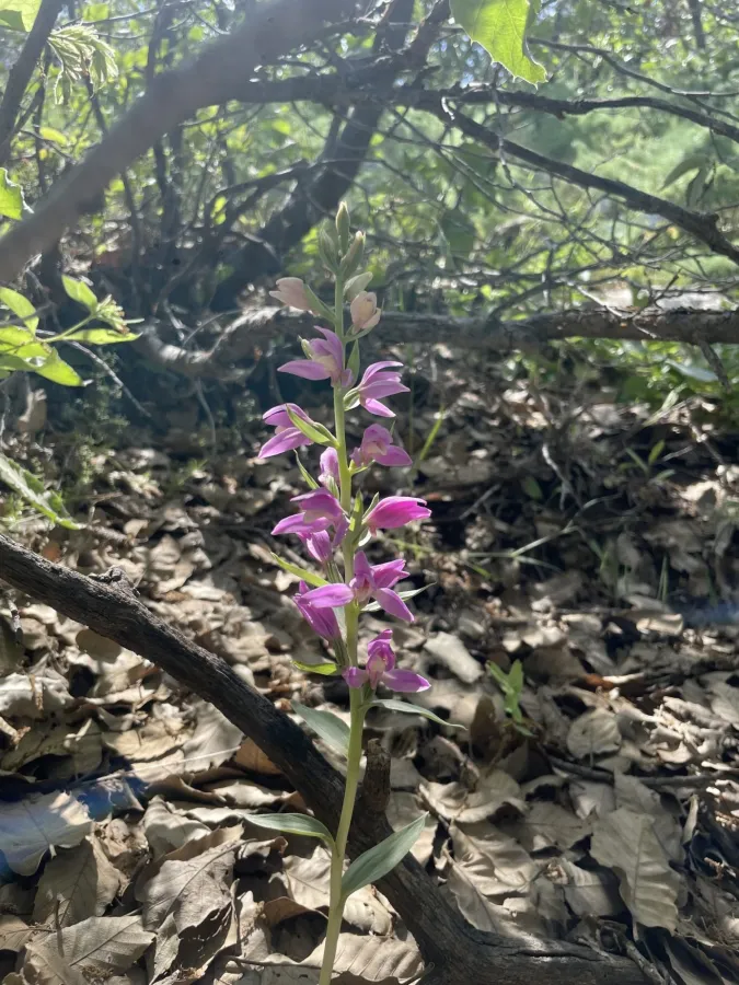 Cephalanthera kurdica