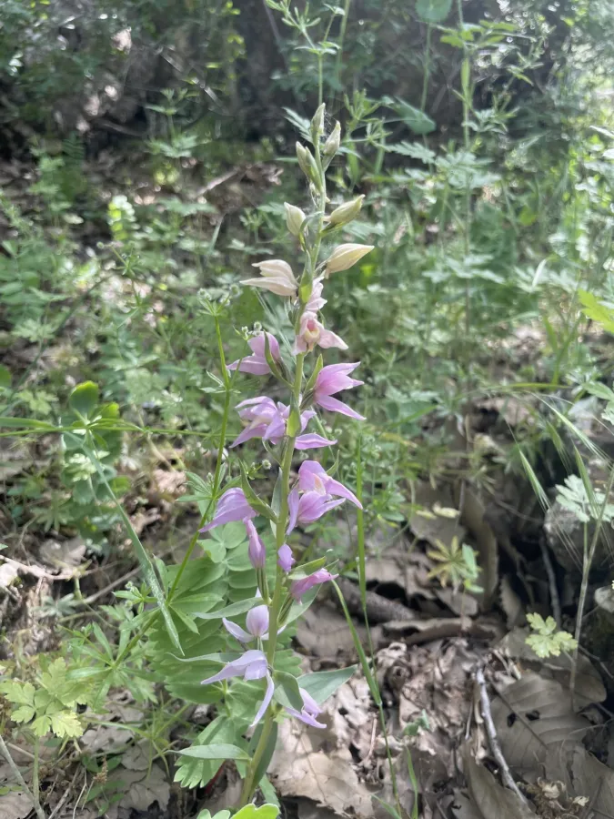 Cephalanthera kurdica