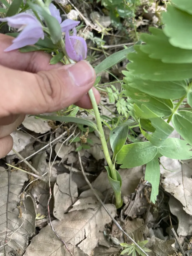 Cephalanthera kurdica