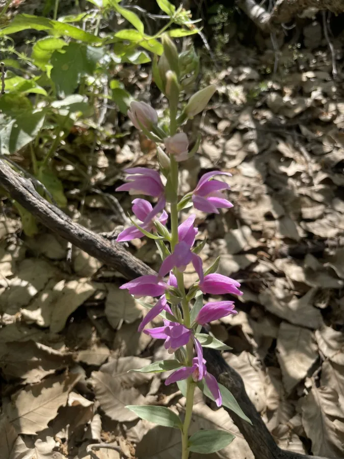 Cephalanthera kurdica