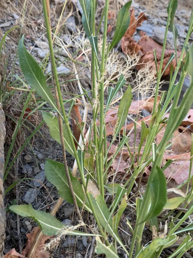 Cephalaria microcephala