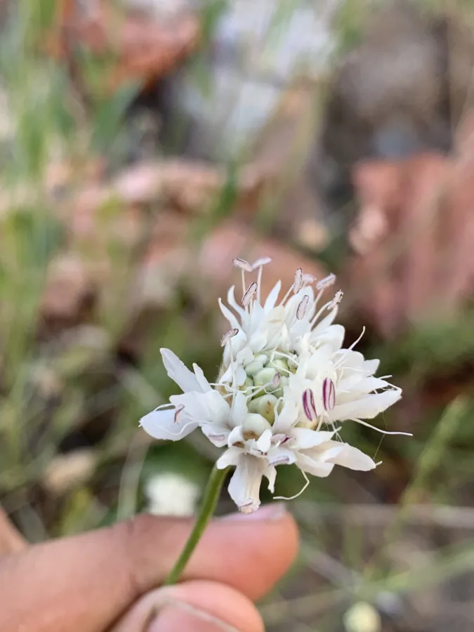 Cephalaria microcephala