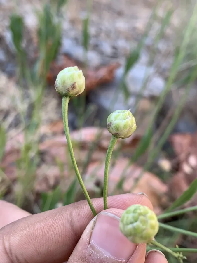 Cephalaria microcephala