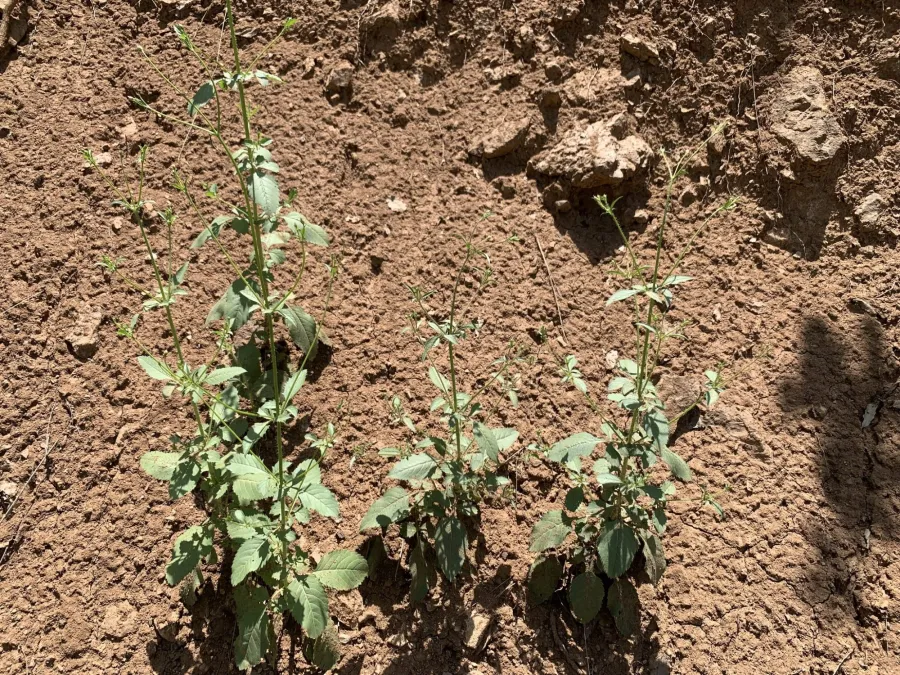Cephalaria setosa