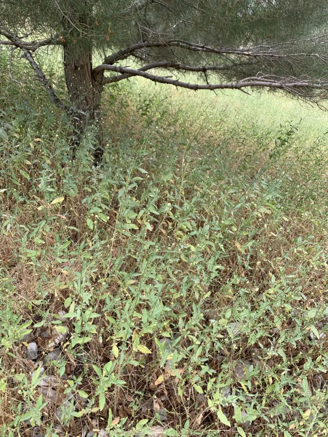 Cephalaria setosa