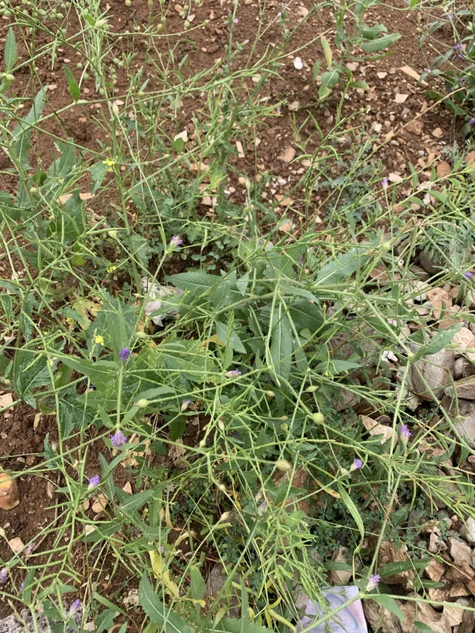 Cephalaria syriaca