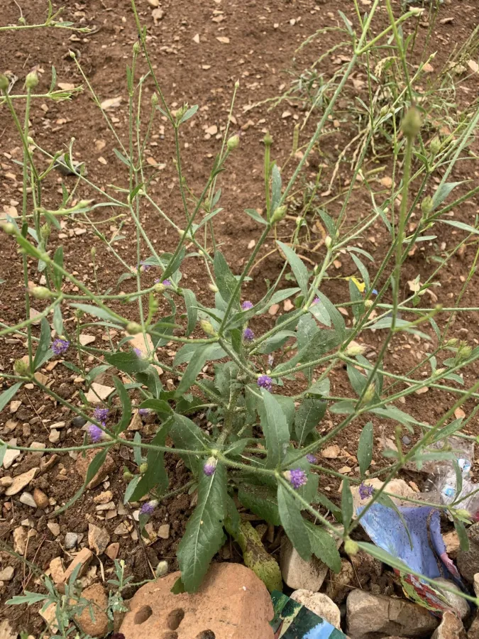 Cephalaria syriaca