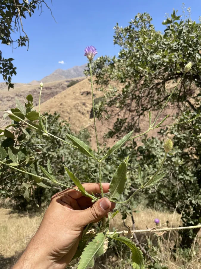Cephalaria syriaca
