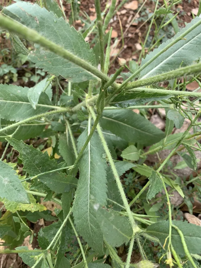 Cephalaria syriaca