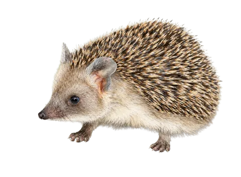 Long-eared hedgehog
