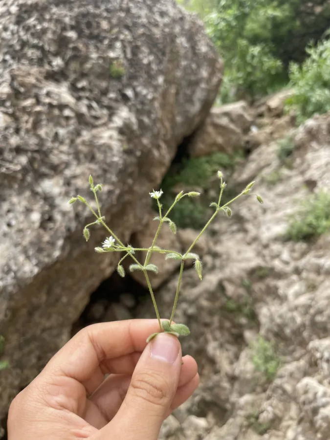 Cerastium brachypetalum