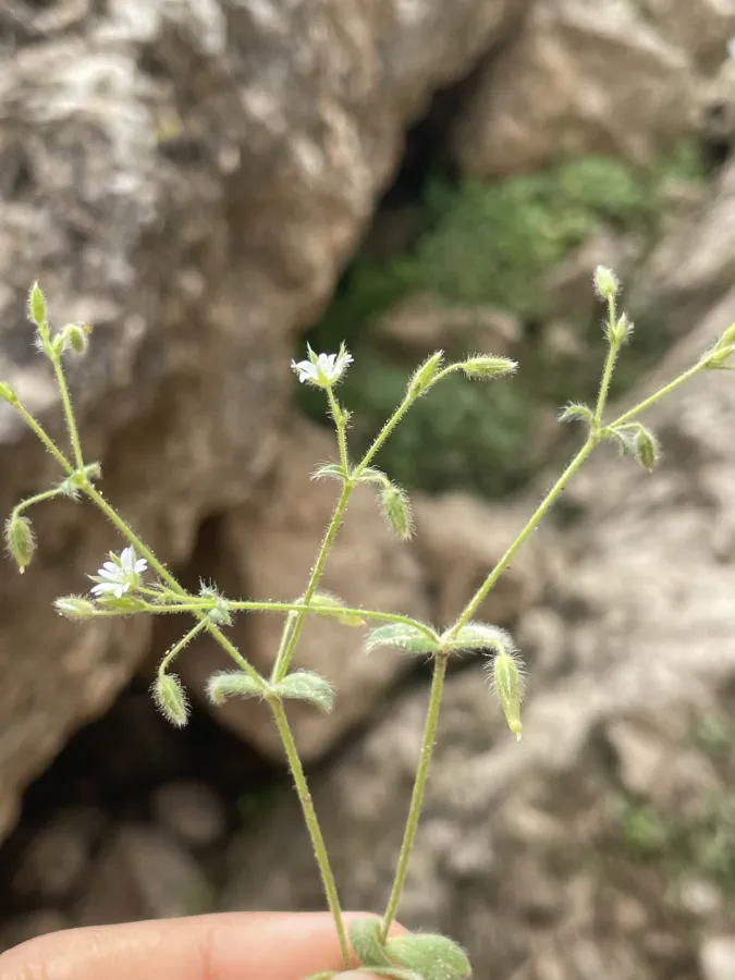 Cerastium brachypetalum