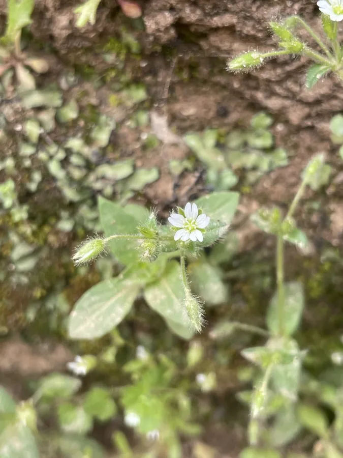 Cerastium brachypetalum