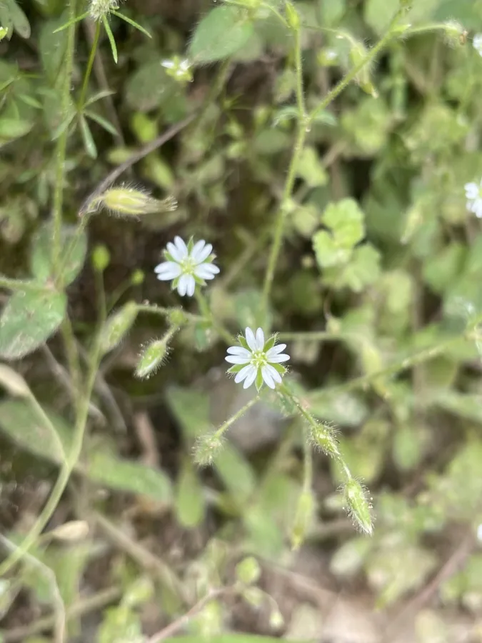 Cerastium brachypetalum