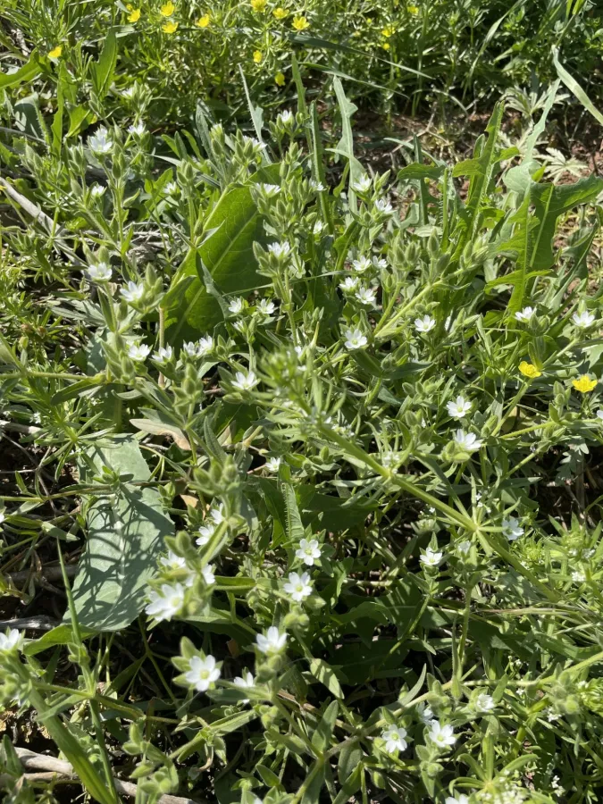 Cerastium dichotomum