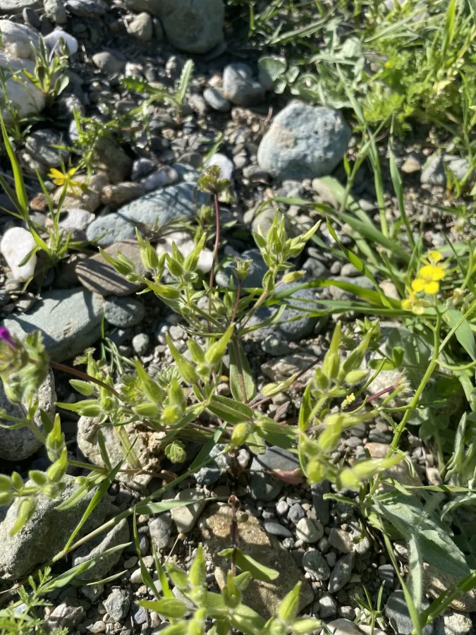 Cerastium dichotomum