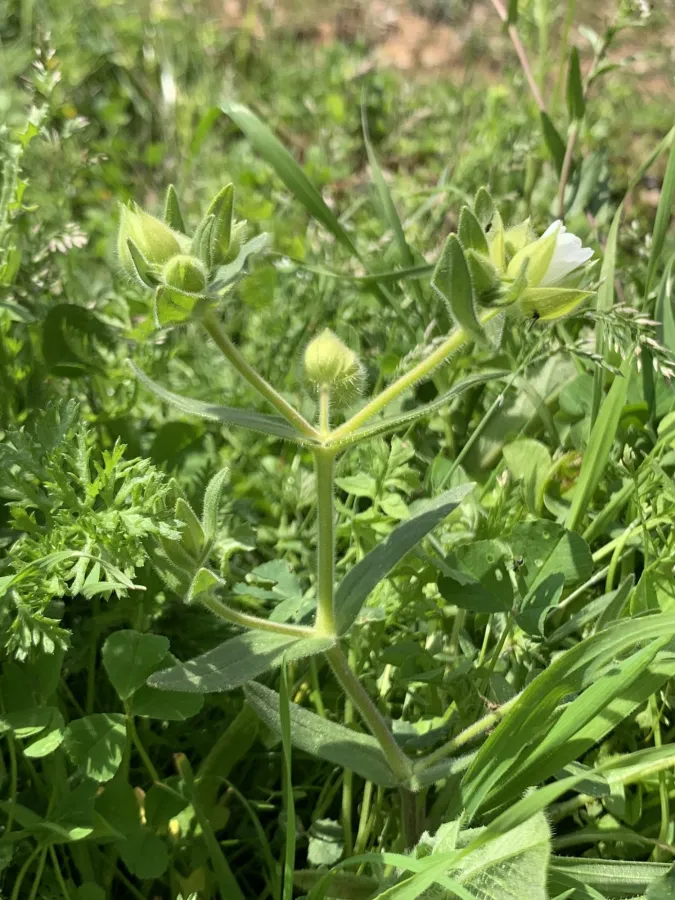 Cerastium dichotomum