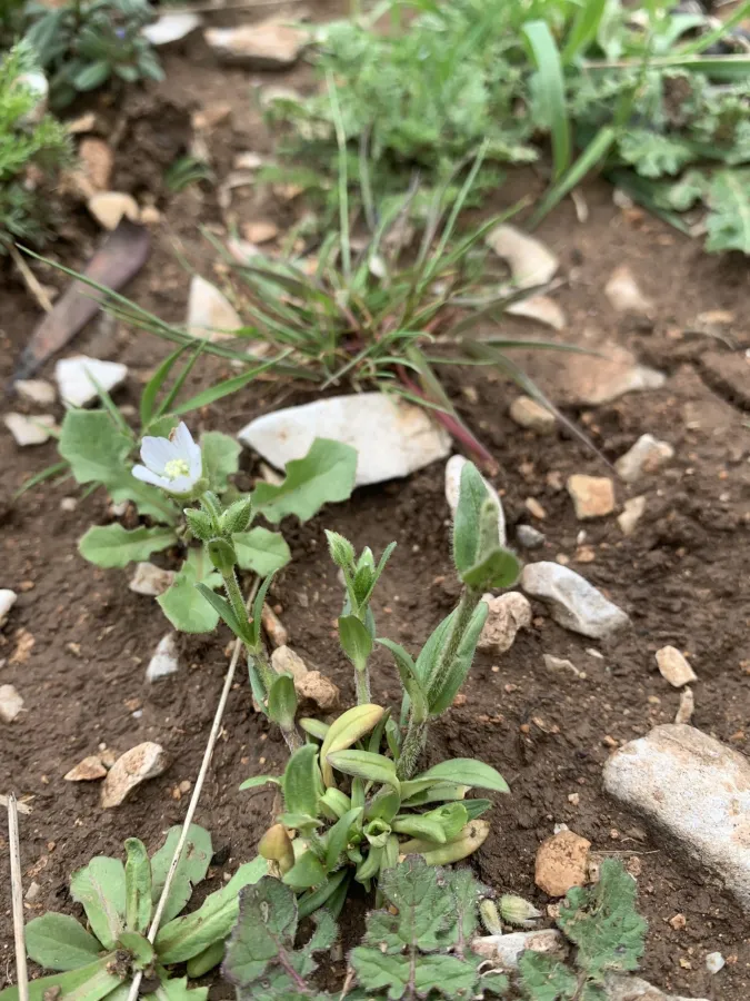 Cerastium dichotomum