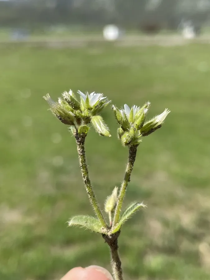 Cerastium glomeratum